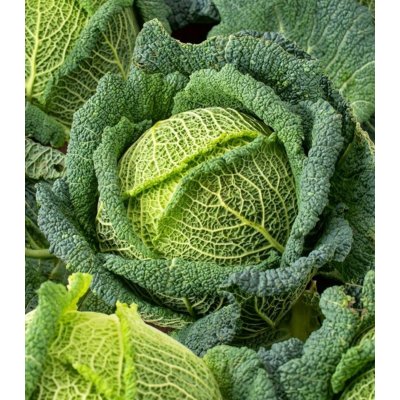 Kapusta hlávková Blistra F1 - Brassica oleracea - semena kapusty - 35 ks