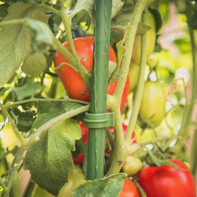 Deminas | Praktické tyčky k rajčatům - podpěra rostlin – Zboží Mobilmania