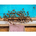 Apiterapie: Včelí terapie v sauně masáž a relaxace na úlech – Zbozi.Blesk.cz