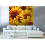 Dimex MS-3-0129 vliesová fototapeta na zeď Lán slunečnic rozměry 225 x 250 cm – Zboží Dáma