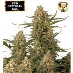 Seedstockers BCN Critical XXL semena neobsahují THC 1 ks – Zboží Dáma