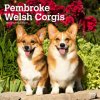 Kalendář Welsh Corgis Pembroke Square 2024