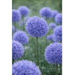 Okrasný česnek 'Caeruleum Azureum' 10 ks – Zboží Dáma