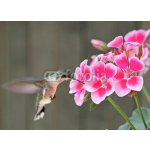 Weblux 42378614 Fototapeta plátno Hummingbird Feeding Kolibřík krmení rozměry 240 x 174 cm
