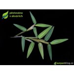 Hygroryza aristata – Zboží Mobilmania