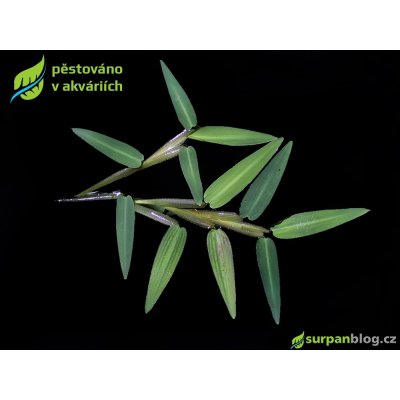 Hygroryza aristata – Zboží Mobilmania