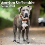 American Staffordshire Terrier Square Dog Breed Wall 16 Month 2024 – Hledejceny.cz