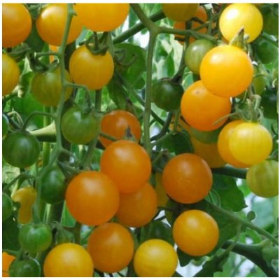 Rajče divoké rybízové Gold Rush - Solanum pimpinellifolium - osivo rajčat - 6 ks – Hledejceny.cz