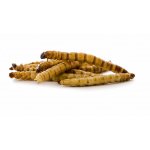 JK ANIMALS Sušený potemník brazilský 80 g – Zboží Dáma JK ANIMALS Sušený potemník brazilský 80 g – Zboží Dáma