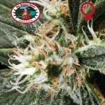 Big Buddha Seeds G Bomb semena neobsahují THC 10 ks – Zboží Dáma