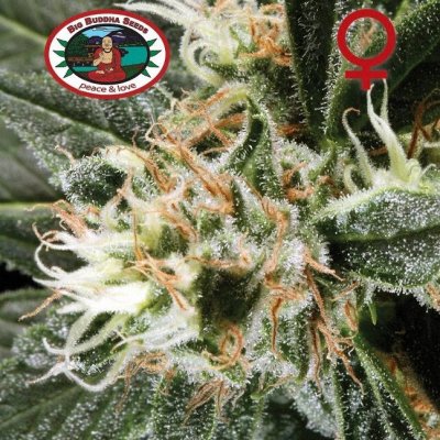 Big Buddha Seeds G Bomb semena neobsahují THC 10 ks – Zboží Dáma