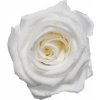 Květina Dárková stabilizovaná růže - bílá