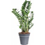 Kulkas zamiolistý, Zamioculcas zamiifolia, průměr květináče 30 cm – Zboží Dáma