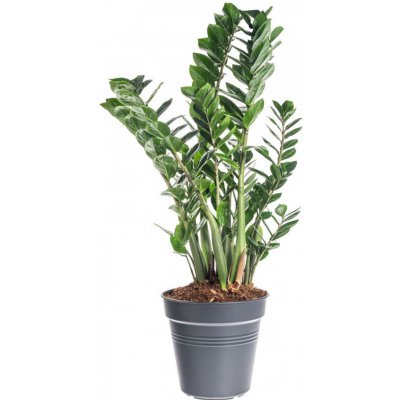 Kulkas zamiolistý, Zamioculcas zamiifolia, průměr květináče 30 cm – Zboží Dáma