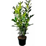 Prunus laurocerasus 'Caucasica' Prodejní velikost: 040/060, Velikost hrnku: 3 l – Zboží Dáma