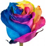 Růže RAINBOW 70cm - DUHOVÁ RŮŽE (XXL) EQ – Zboží Dáma