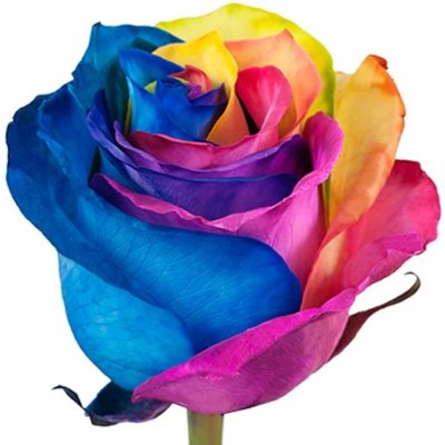 Růže RAINBOW 70cm - DUHOVÁ RŮŽE (XXL) EQ – Zboží Dáma