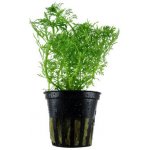 Limnophila aquatica - Bahnatka vodní – Zboží Dáma