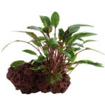 Cryptocoryne beckettii Petchii – Sleviste.cz