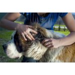 JK ANIMALS Profesionální prořezávač 10 nožů T 18 cm – Zbozi.Blesk.cz