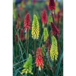 GREENBOSS FLOWER Kleopatřina jehla - MIX barvev Průměr květináče: 9 až 12 cm – Hledejceny.cz