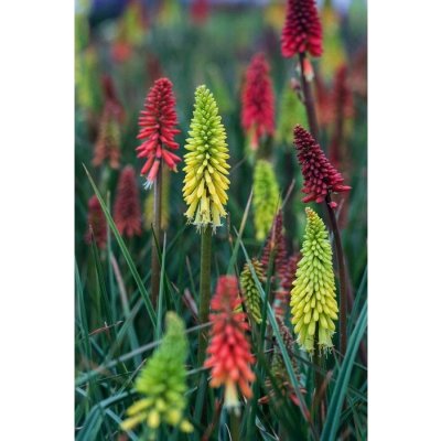 GREENBOSS FLOWER Kleopatřina jehla - MIX barvev Průměr květináče: 9 až 12 cm – Hledejceny.cz