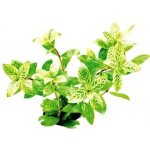 Hygrophila polysperma Sunset – Hledejceny.cz