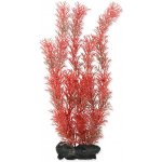 Tetra Myriophyllum heterophyllum - Red Foxtail 30 cm – Hledejceny.cz