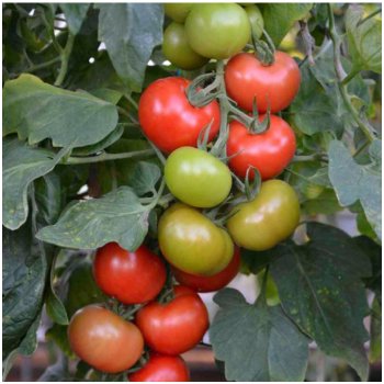 Rajče Crimson Crush PhR F1 - Solanum lycopersicum - semena rajčete - 7 ks