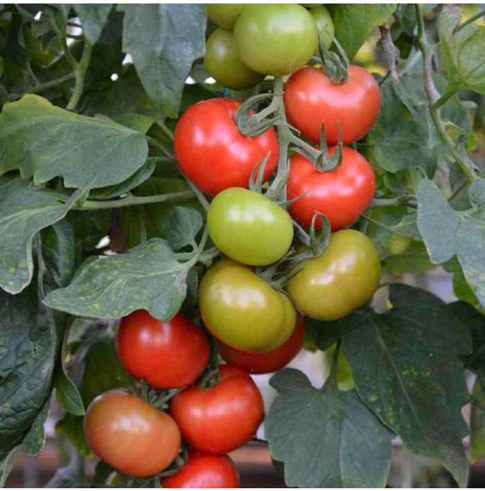 Rajče Crimson Crush PhR F1 - Solanum lycopersicum - semena rajčete - 7 ks