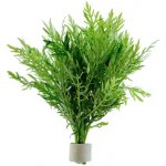 Hygrophyla difformis - Mokřanka trojkvětá – Zboží Dáma