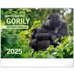 Nástěnný Notique Impozantní gorily 48 x 33 cm 2025 – Hledejceny.cz