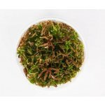 Didiplis diandra - Kalužník dvojmužný – Zboží Dáma