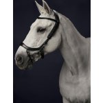 QHP Uzdečka anatomická FaySport PresTeq černá – Zboží Dáma