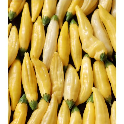 Chilli Lemon Drop - Capsicum baccatum - semena chilli - 7 ks – Hledejceny.cz
