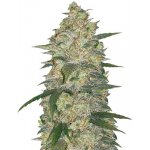 420 Fast Buds Original AUTO White Widow semena neobsahují THC 3 ks – Zboží Mobilmania