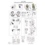 Schéma - Su-jok - základní systém prvotní podobnosti – Zboží Dáma