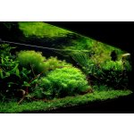 Rotala sp. Green – Zboží Dáma