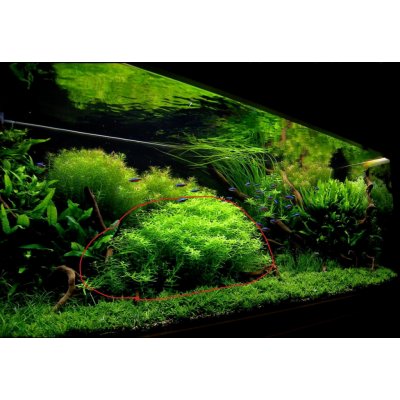 Rotala sp. Green – Zboží Dáma