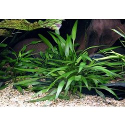 Cryptocoryne nevellii - Kryptokoryna Nevillova