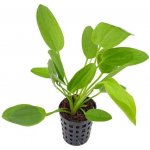 Echinodorus schluteri - Šípatkovec Schluterův – Hledejceny.cz