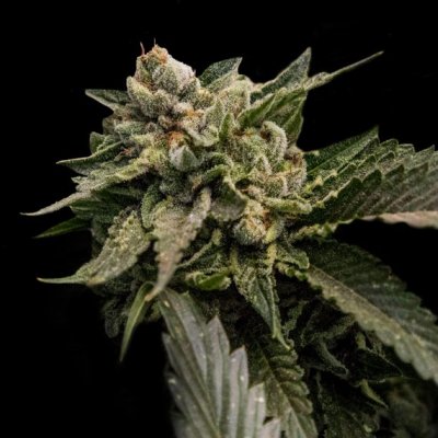 DNA Genetics Strawberry Sorbet semena neobsahují THC 5 ks – Zboží Dáma