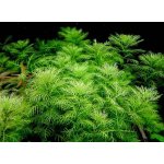 Myriophyllum matogrossense - Stolístek červený – Sleviste.cz