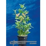 Hygrophila polysperma Sunset – Hledejceny.cz