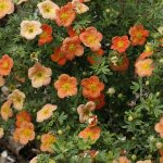 Potentilla frut. 'Orangeade' Prodejní velikost: 020/030, Velikost hrnku: 1 l