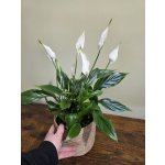 Spathiphyllum Bellini, čistička vzduchu – Zboží Dáma