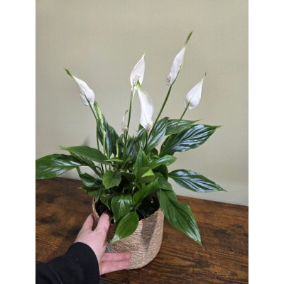 Spathiphyllum Bellini, čistička vzduchu – Zboží Dáma