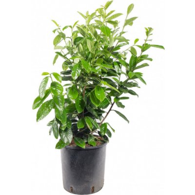 Bobkovišeň lékařská, Prunus laurocerasus Novita, velikost kontejneru 10 l – HobbyKompas.cz