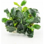 Anubias nana Mini Kirin – Zboží Mobilmania