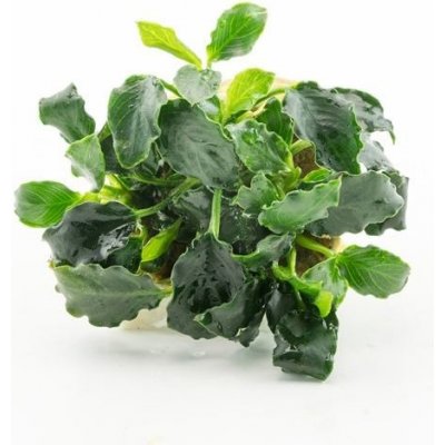 Anubias nana Mini Kirin – Zboží Mobilmania